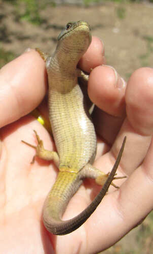Southern Alligator Lizard