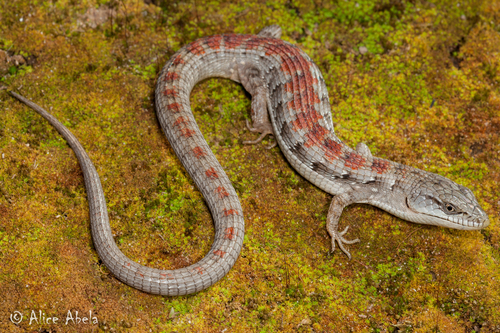 Southern Alligator Lizard