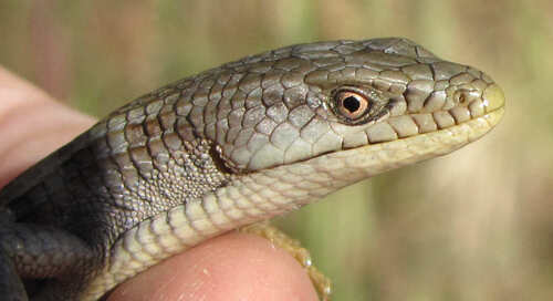 Southern Alligator Lizard