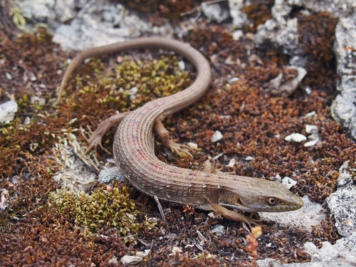 Southern Alligator Lizard