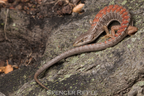 Southern Alligator Lizard