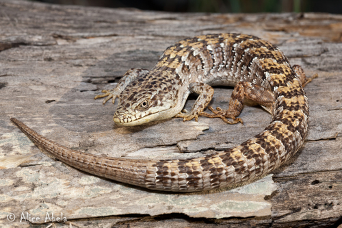 Southern Alligator Lizard