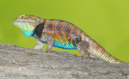 Desert Spiny Lizard