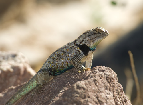 Desert Spiny Lizard