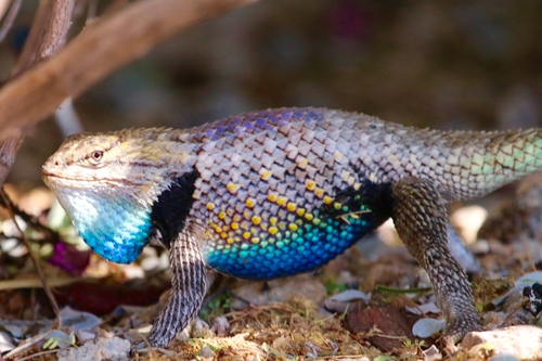 Desert Spiny Lizard