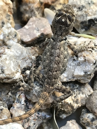 Desert Spiny Lizard