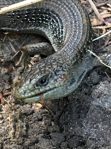 Northern Alligator Lizard
