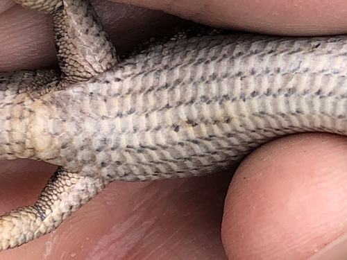 Northern Alligator Lizard