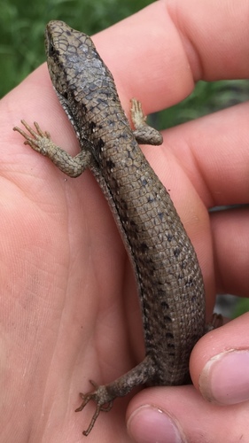 Northern Alligator Lizard