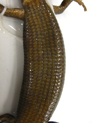 Northern Alligator Lizard