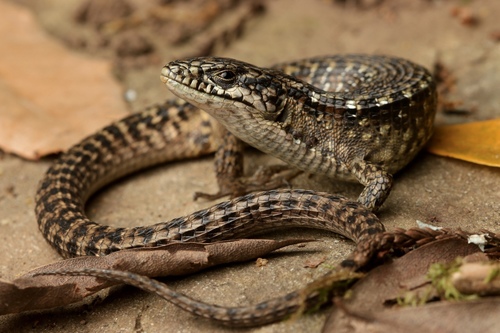 Northern Alligator Lizard