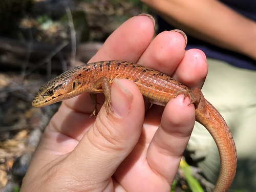 Northern Alligator Lizard