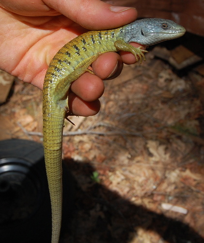 Northern Alligator Lizard
