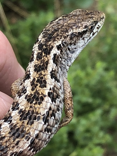 Northern Alligator Lizard