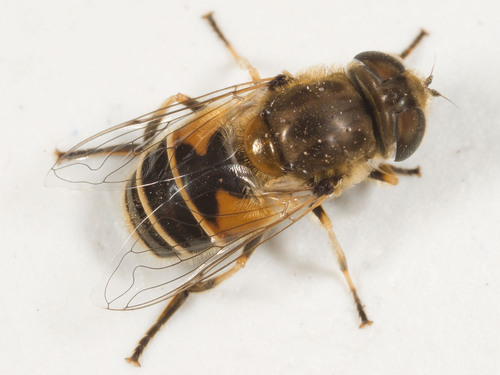 Eurasian Drone Fly