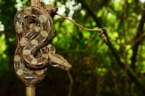 Boa Constrictors