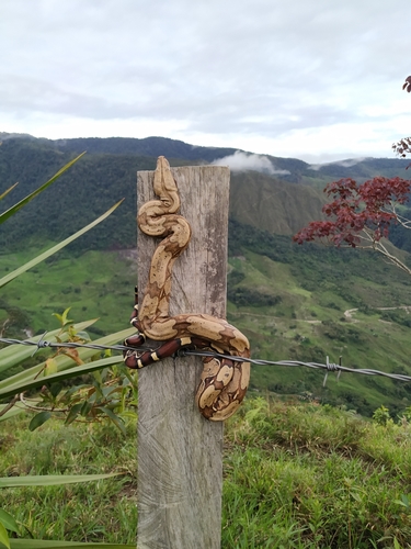 Boa Constrictors