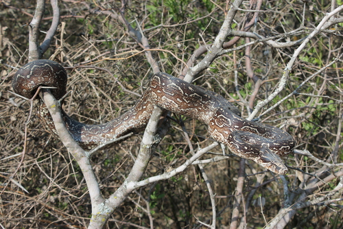 Boa Constrictors