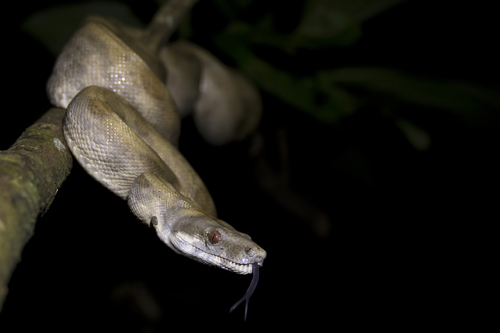 Boa Constrictors