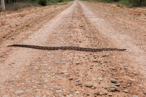 Boa Constrictors