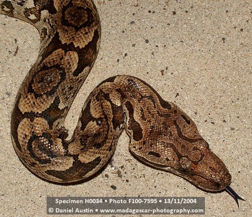 Boa Constrictors