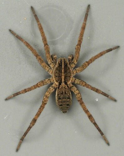 Georgia Wolf Spider
