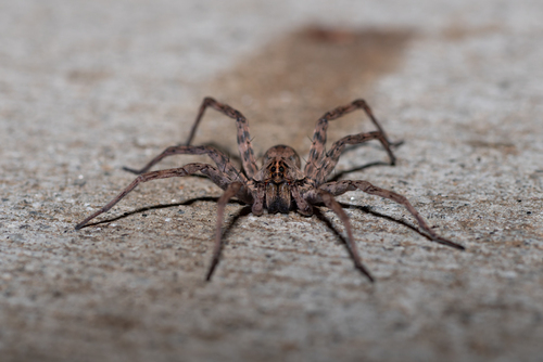 Georgia Wolf Spider