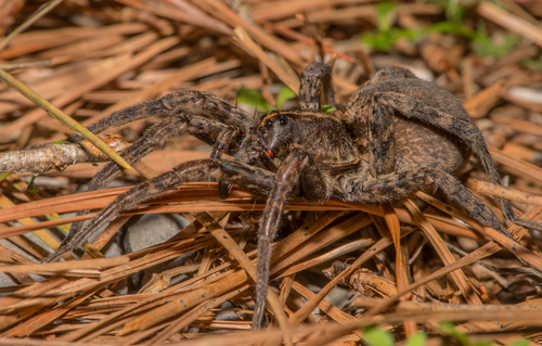 Georgia Wolf Spider