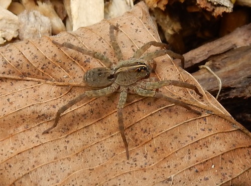 Georgia Wolf Spider