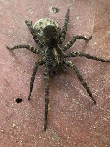 Georgia Wolf Spider