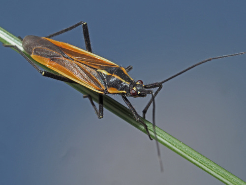 Meadow Plant Bug