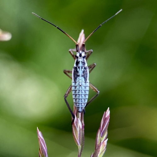 Meadow Plant Bug