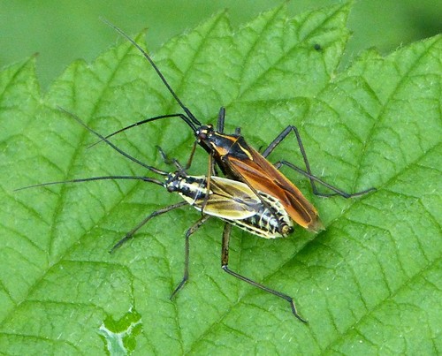 Meadow Plant Bug