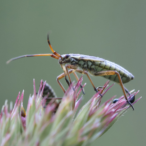 Meadow Plant Bug