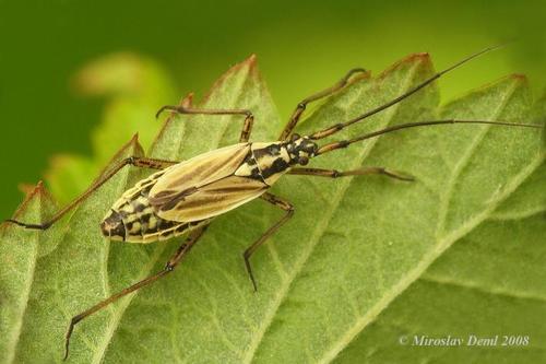 Meadow Plant Bug