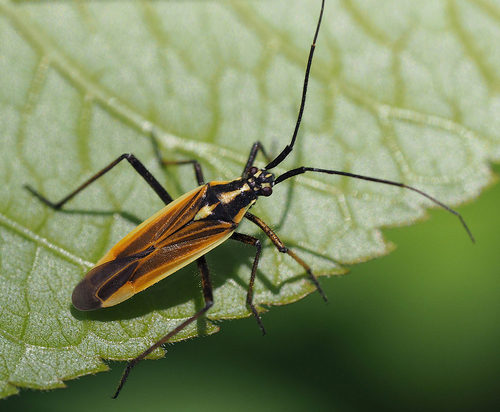 Meadow Plant Bug