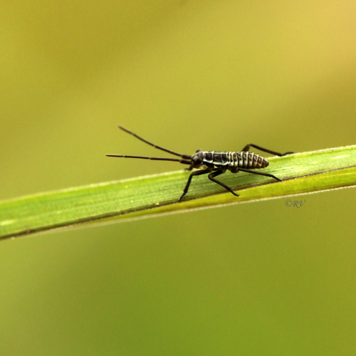 Meadow Plant Bug