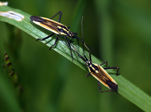 Meadow Plant Bug