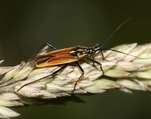 Meadow Plant Bug