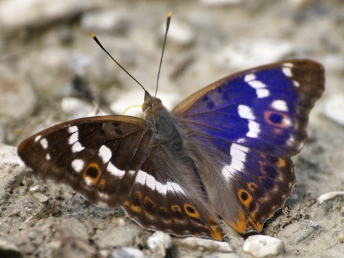 Lesser Purple Emperor