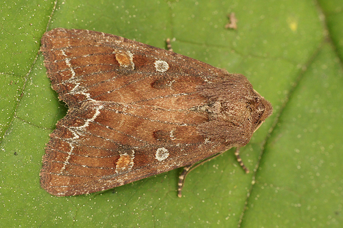 Bright-line Brown-eye