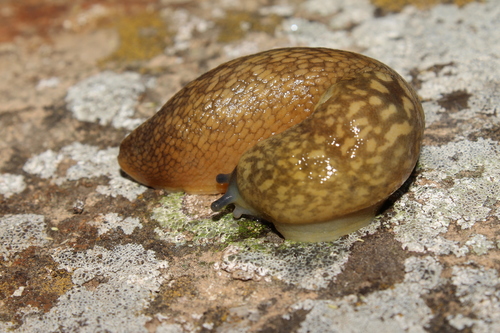 Yellow Cellar Slug