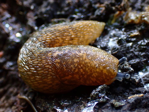 Yellow Cellar Slug
