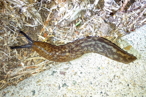 Yellow Cellar Slug