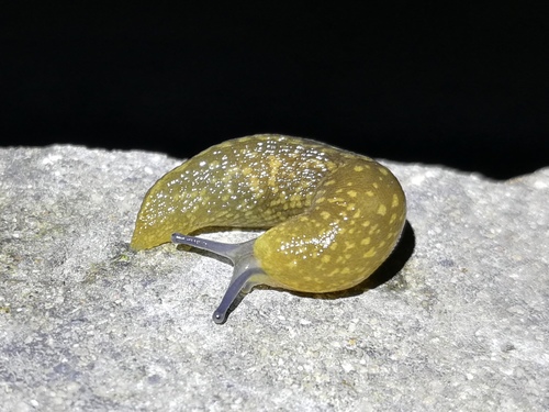 Yellow Cellar Slug