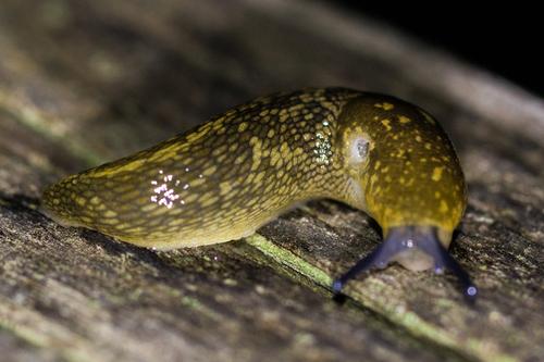 Yellow Cellar Slug