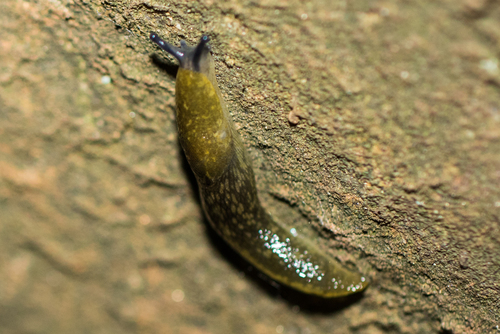 Yellow Cellar Slug