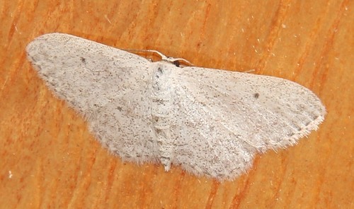 Small Dusty Wave