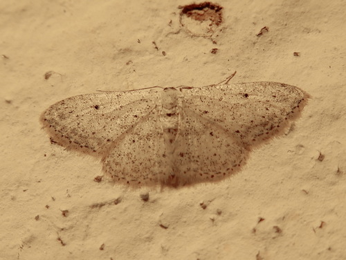 Small Dusty Wave