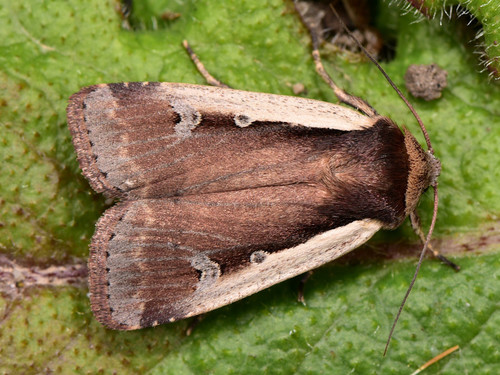 Flame Shoulder Moth